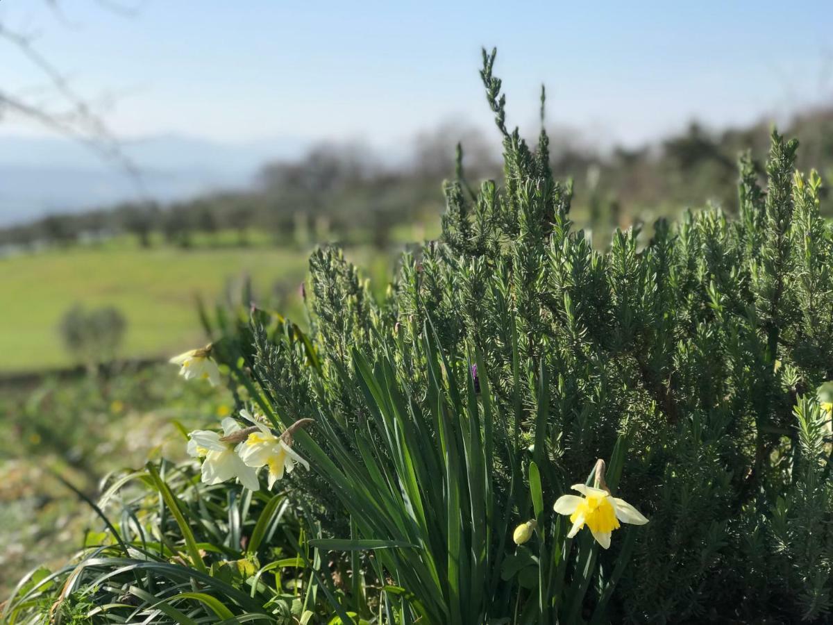 Agriturismo Casallario Волтера Екстериор снимка