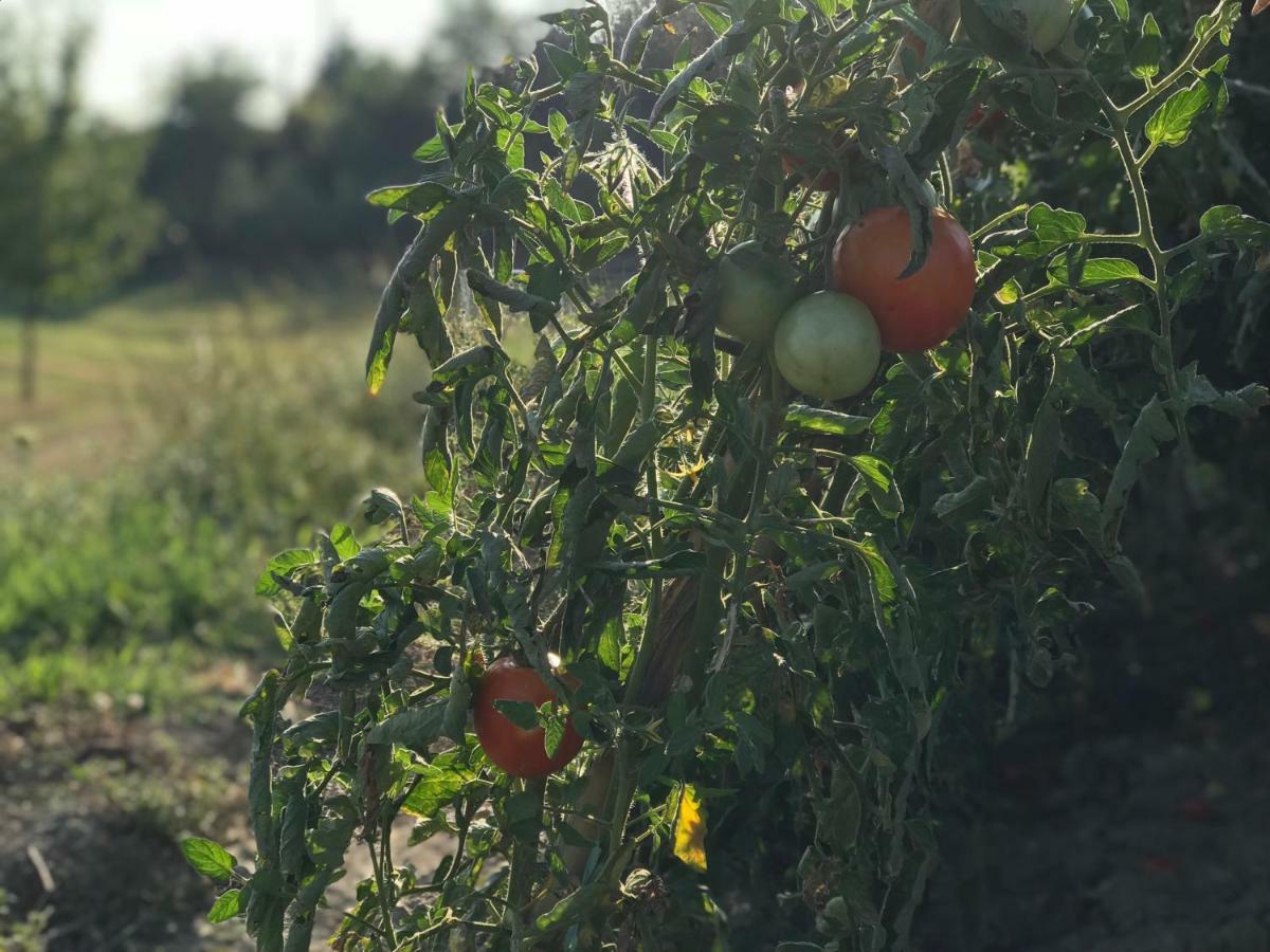 Agriturismo Casallario Волтера Екстериор снимка